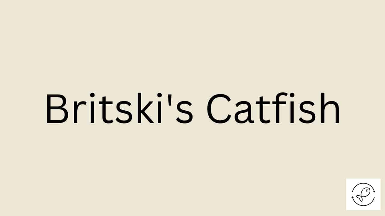 britski-s-catfish-brochis-britskii-some-amazing-facts