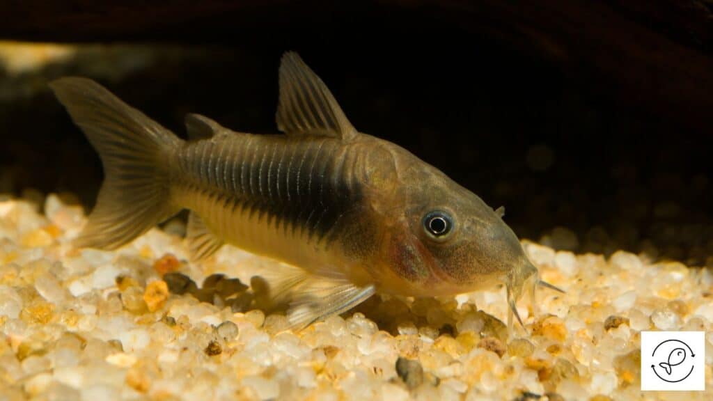 Bronze Corydoras