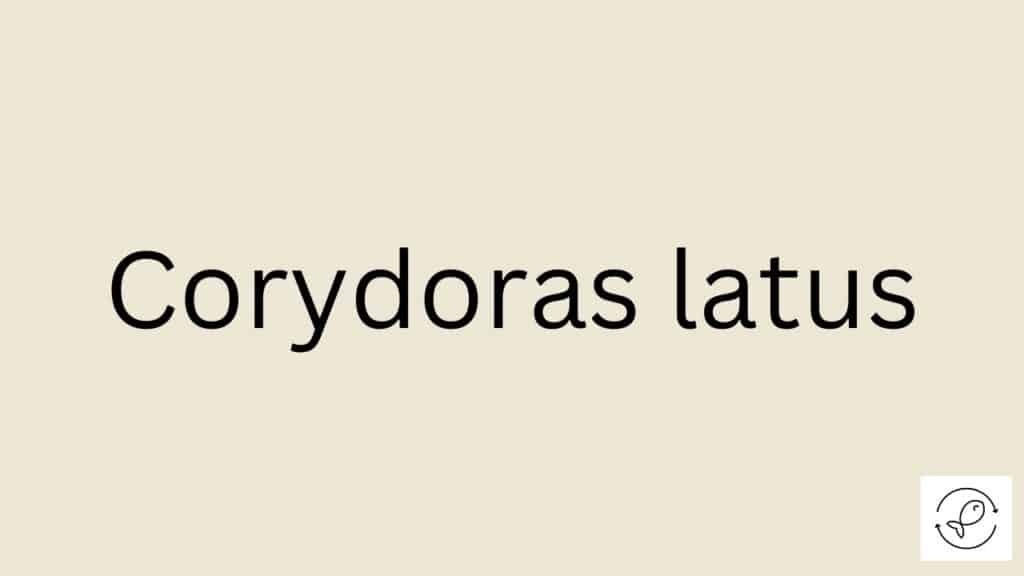 Corydoras latus Featured Image