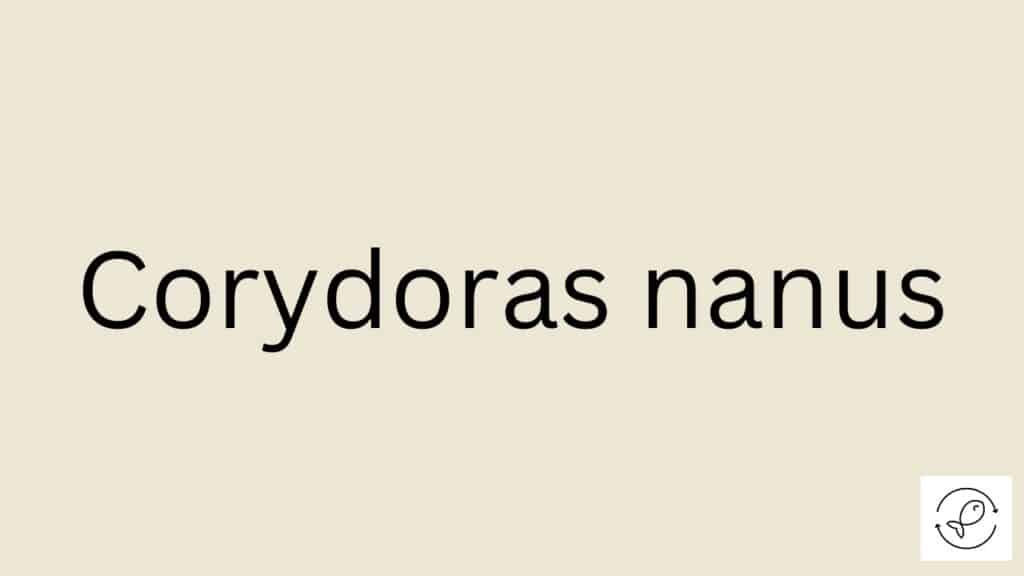 Corydoras nanus Featured Image