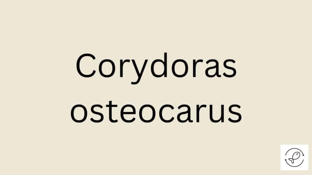 Corydoras osteocarus Featured Image