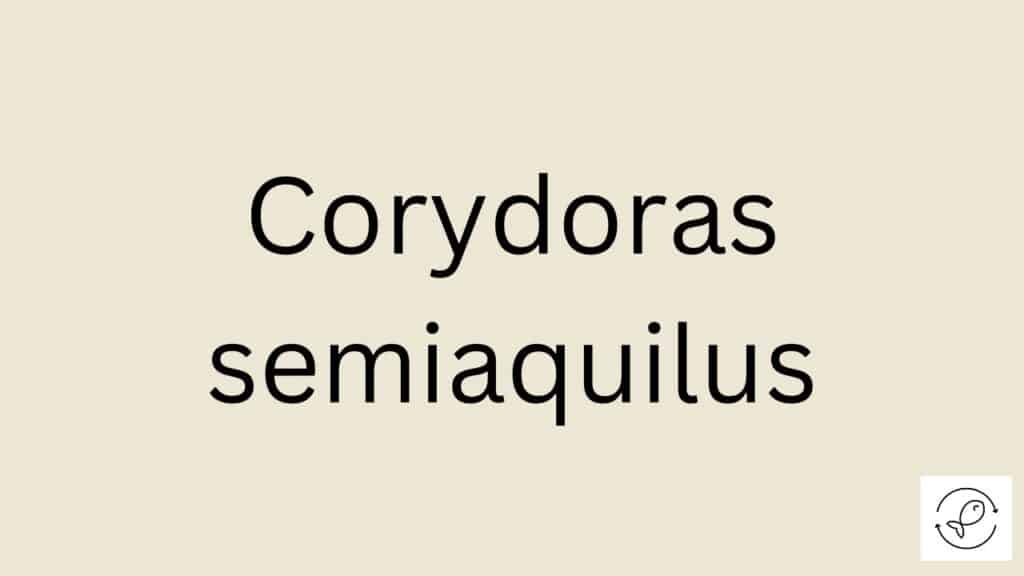 Corydoras semiaquilus Featured Image