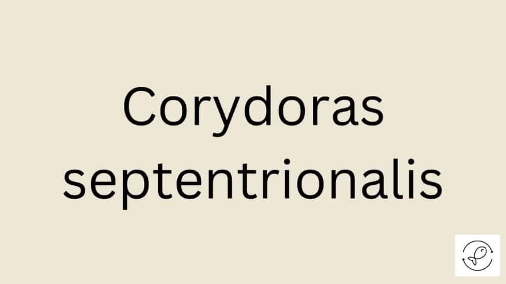 Corydoras septentrionalis Featured Image