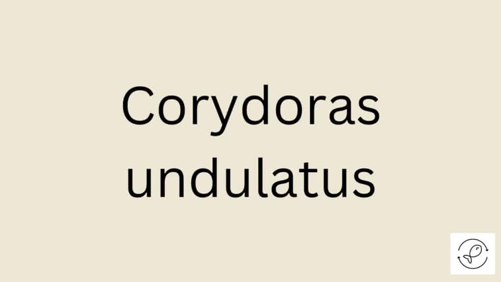 Corydoras undulatus Featured Image