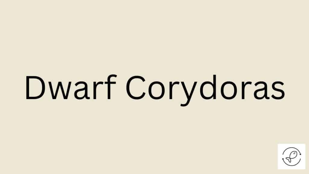 Dwarf Corydoras Featured Image