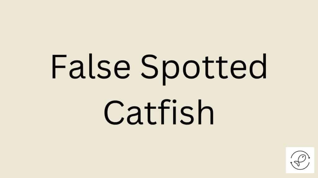 False Spotted Catfish Featured Image