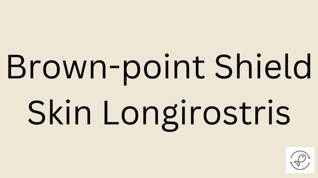 Brown-point Shield Skin Longirostris Featured Image