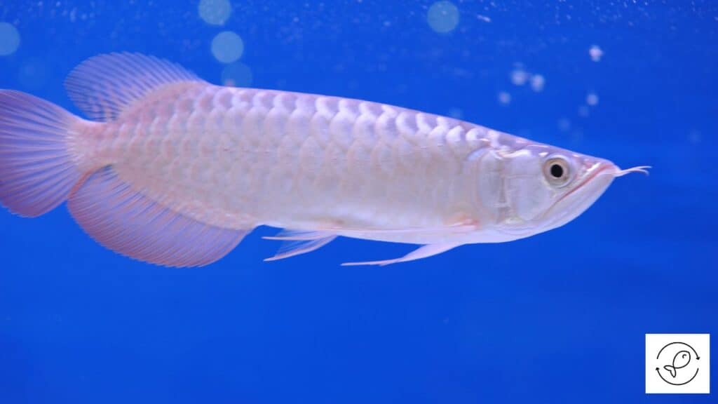 Healthy Asian arowana