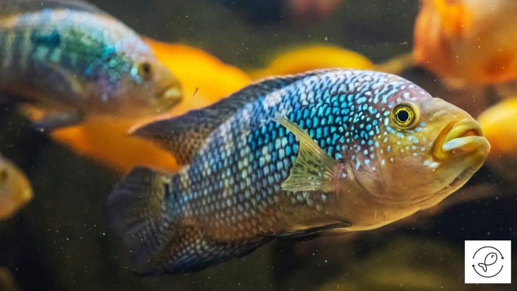 Jack Dempsey fish ready to breed