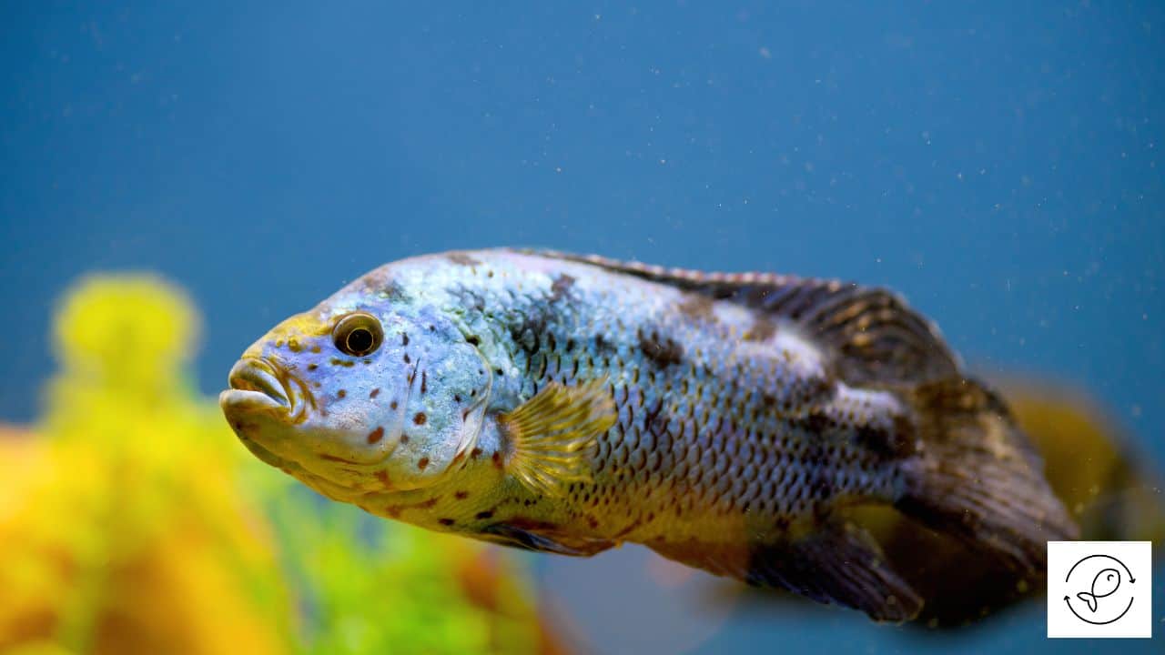 How Do Jack Dempsey Fish Mate? (Exact Steps)