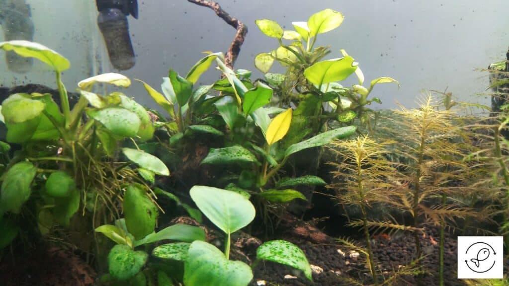 Live plants in an arowana tank