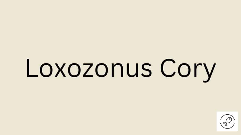 Loxozonus Cory Featured Image