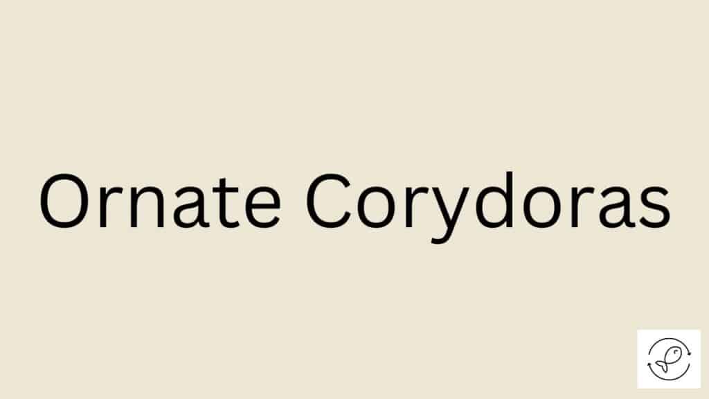 Ornate Corydoras Featured Image