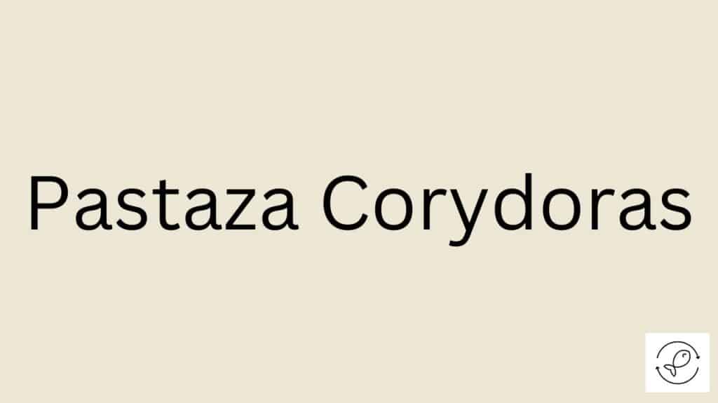 Pastaza Corydoras Featured Image