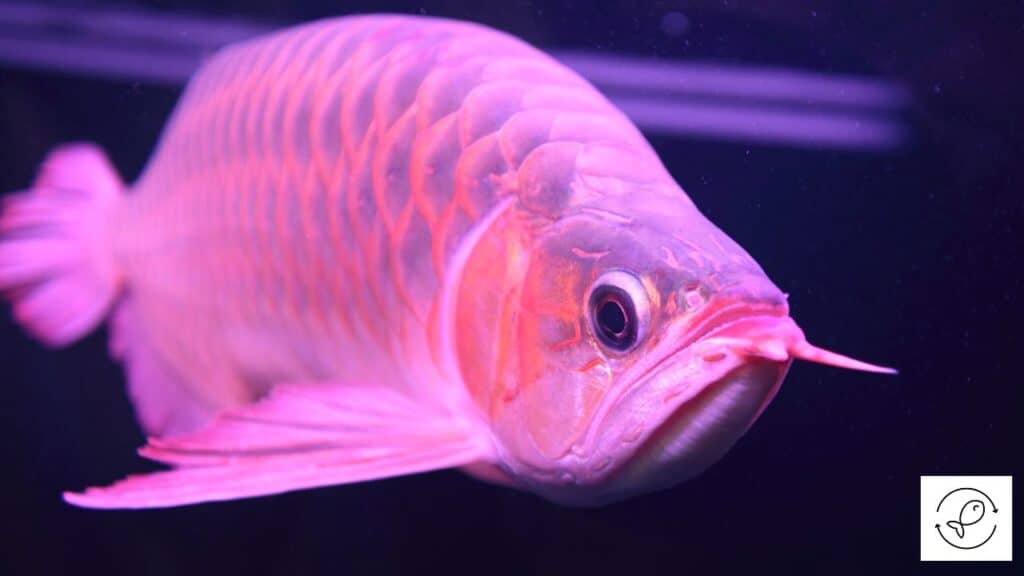 Red arowana