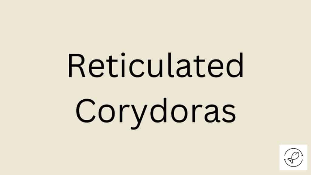 Reticulated Corydoras Featured Image