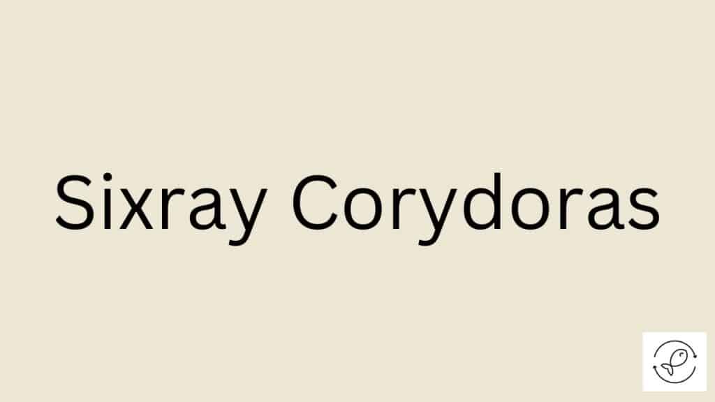 Sixray Corydoras Featured Image