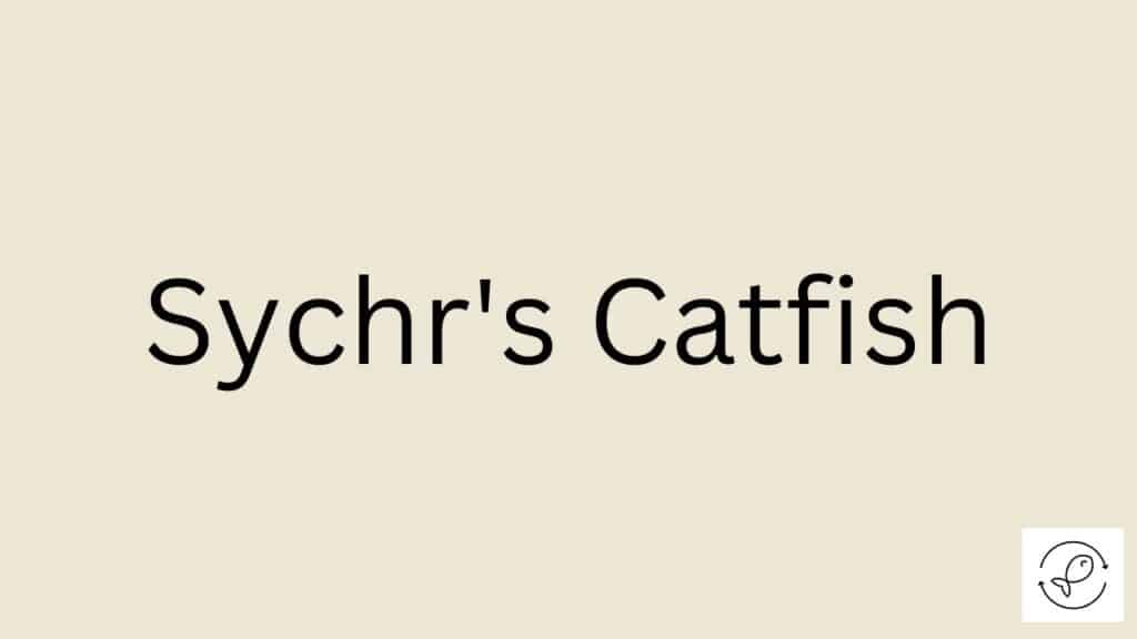 Sychr's Catfish Featured Image