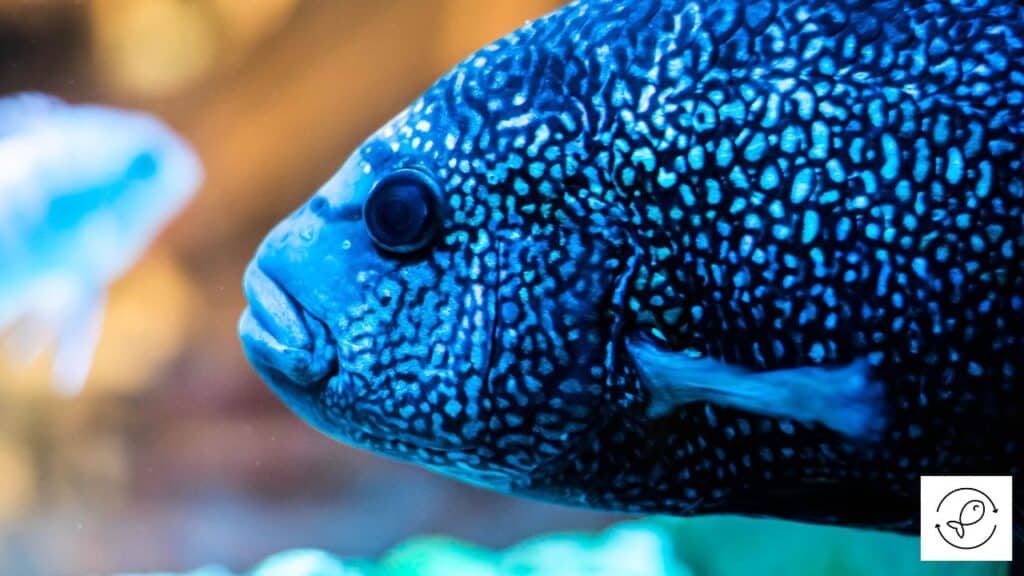 Territorial Jack Dempsey fish