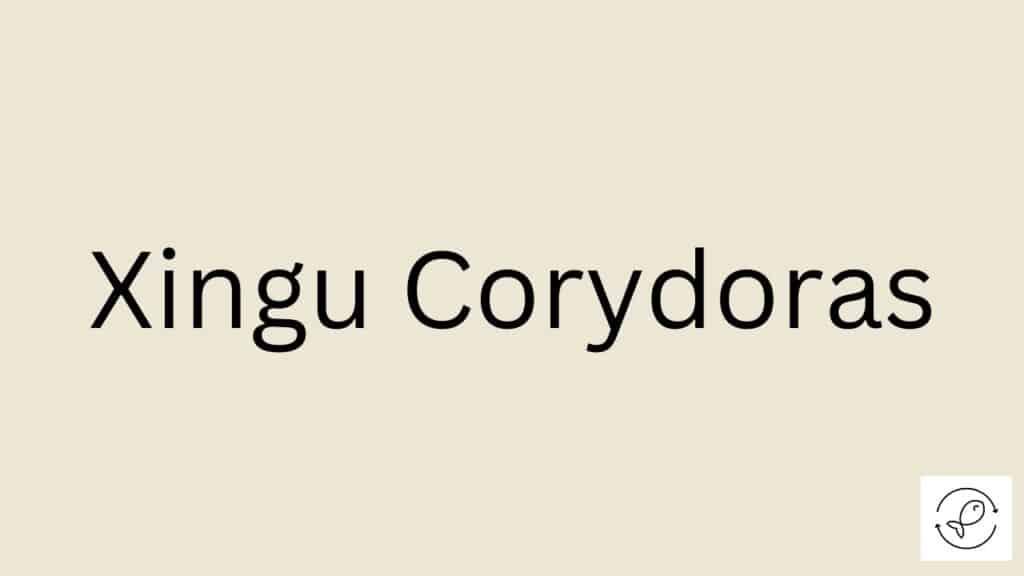 Xingu Corydoras Featured Image