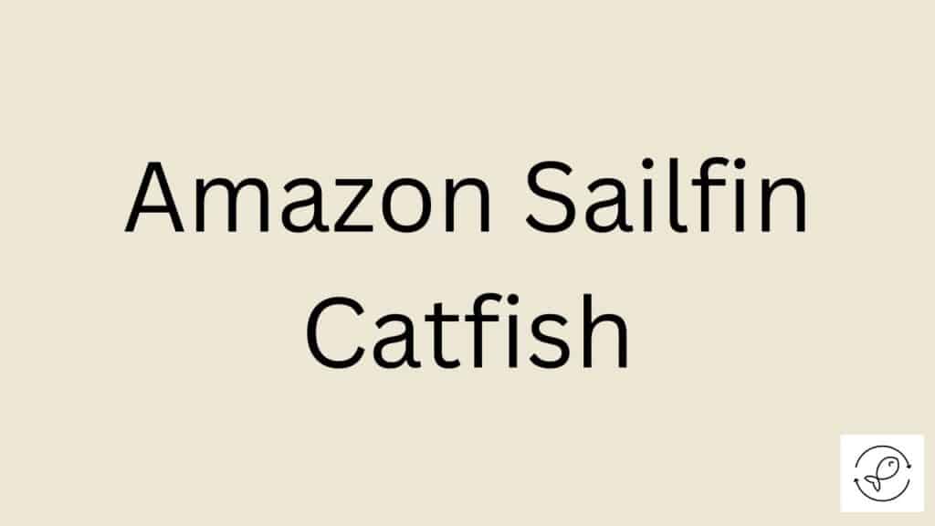 Amazon Sailfin Catfish Featured Image