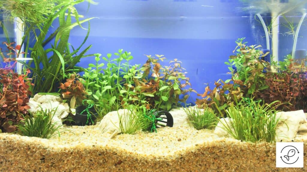 An aquarium with substrate in it