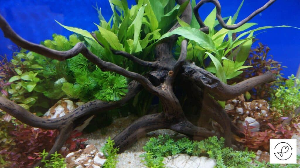 An aquarium with wood in it