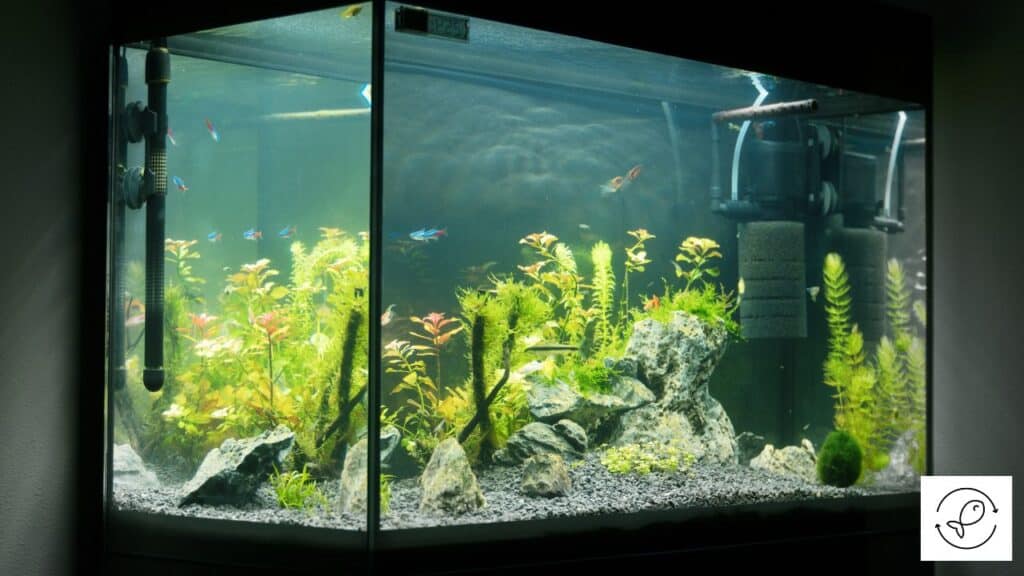 Aquarium filter in a fish tank