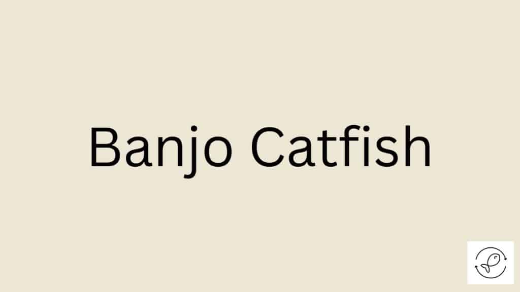 Banjo Catfish Featured Image