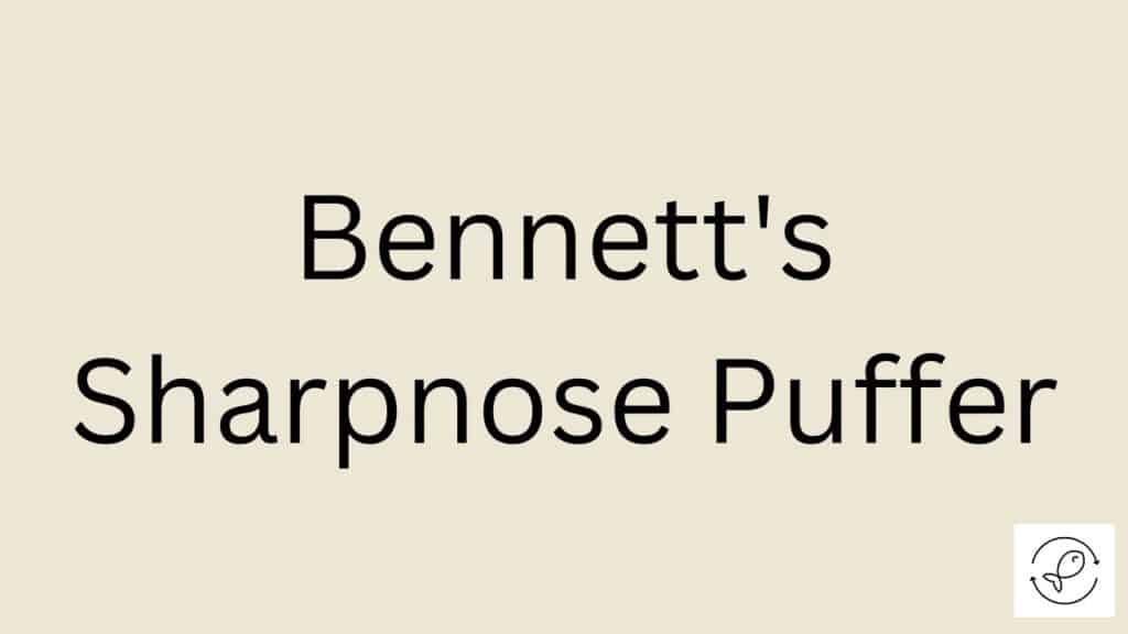 Bennett's Sharpnose Puffer Featured Image