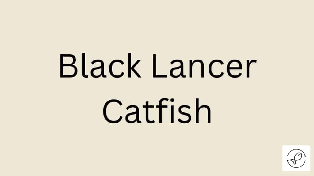 Black Lancer Catfish Featured Image