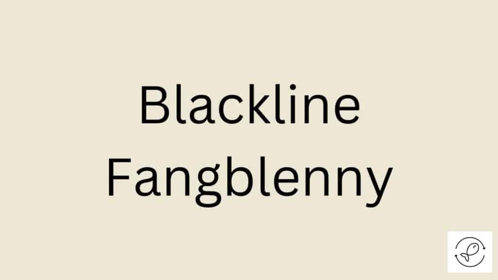 Blackline Fangblenny Featured Image
