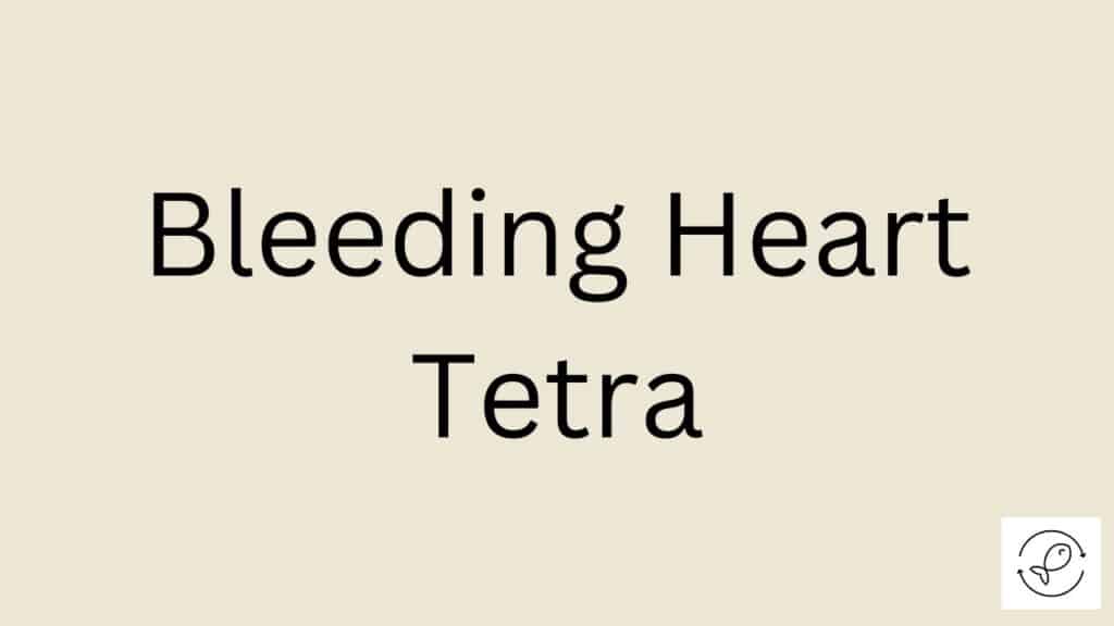 Bleeding Heart Tetra Featured Image