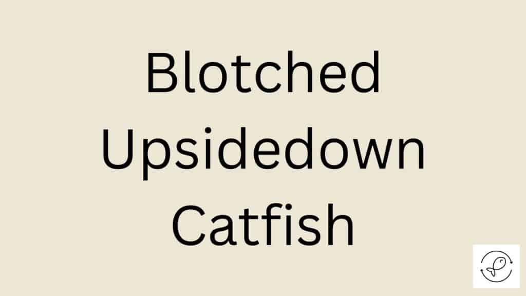 Blotched Upsidedown Catfish Featured Image