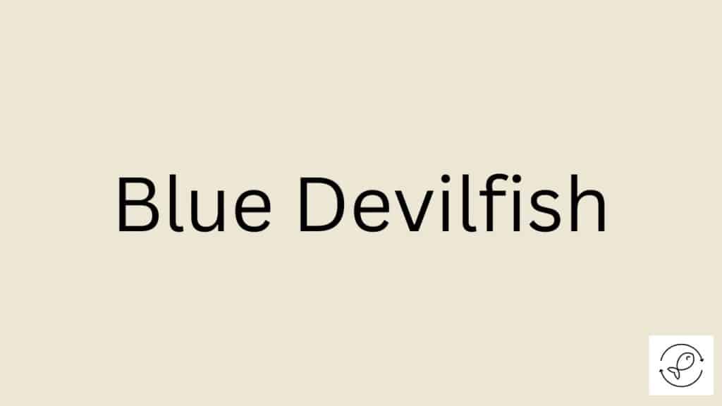 Blue Devilfish Featured Image