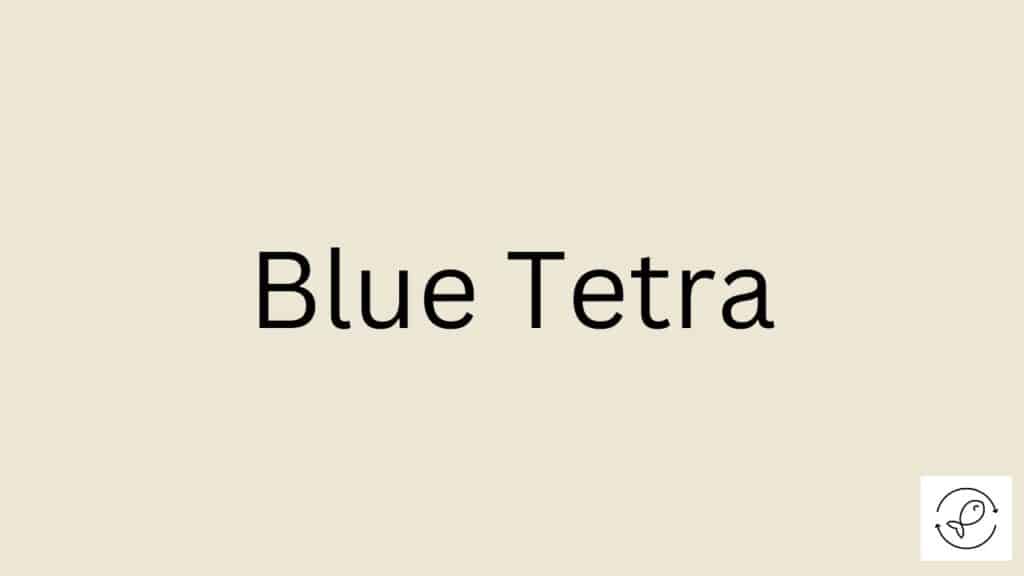Blue Tetra Featured Image