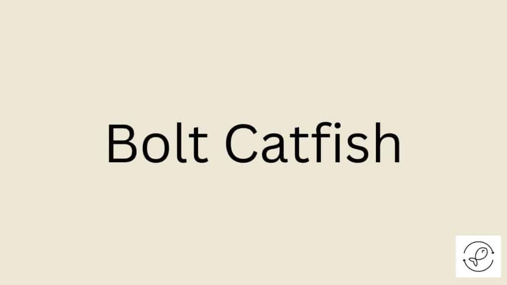 Bolt Catfish Featured Image