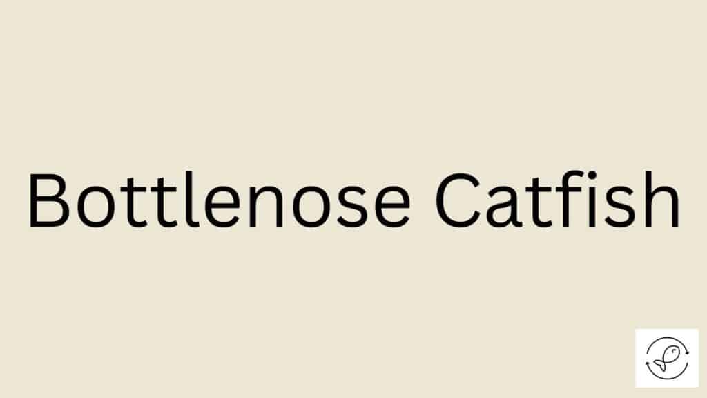 Bottlenose Catfish Featured Image