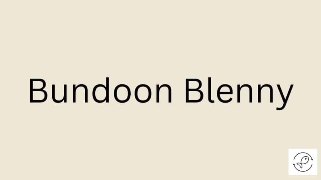Bundoon Blenny Featured Image