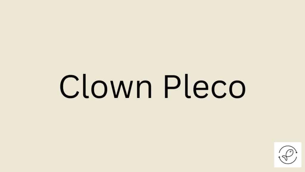 Clown Pleco Featured Image