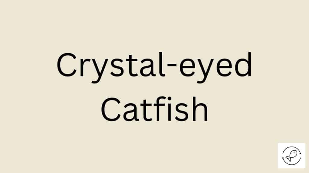 Crystal-eyed Catfish Featured Image