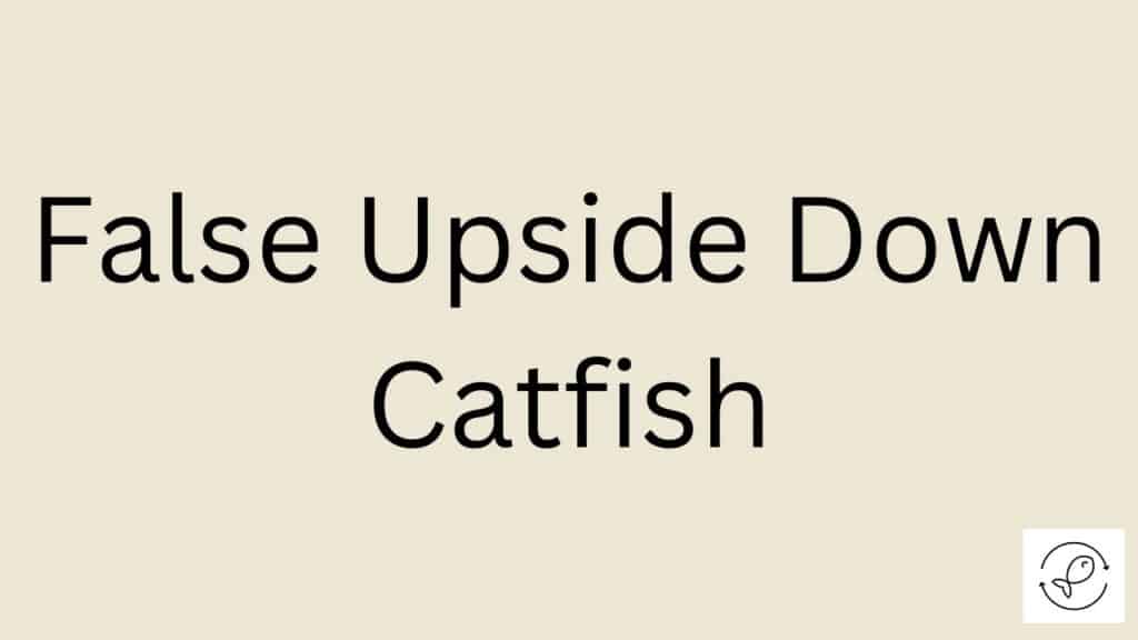 False Upside Down Catfish Featured Image