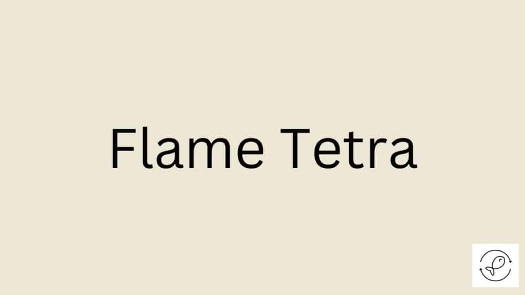 Flame Tetra Featured Image