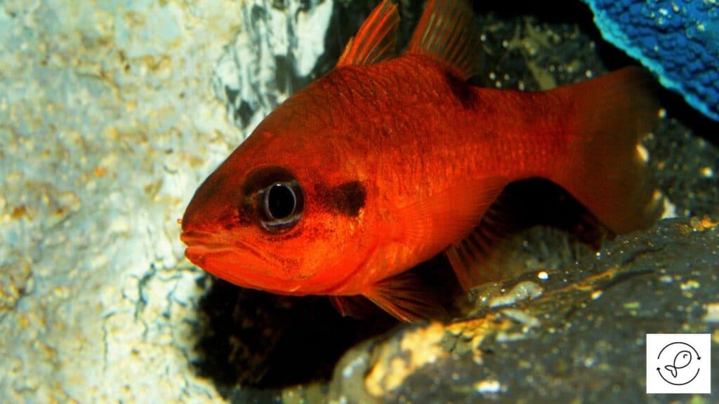 Flamefish