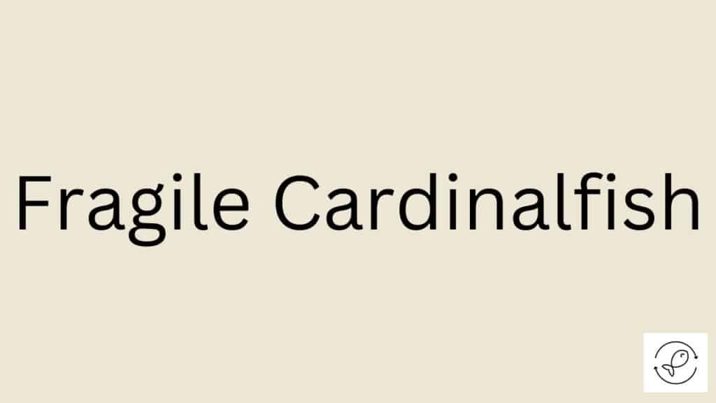 Fragile Cardinalfish Featured Image