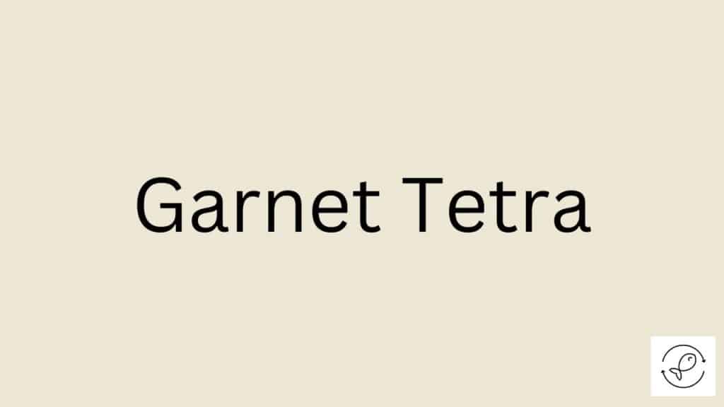 Garnet Tetra Featured Image