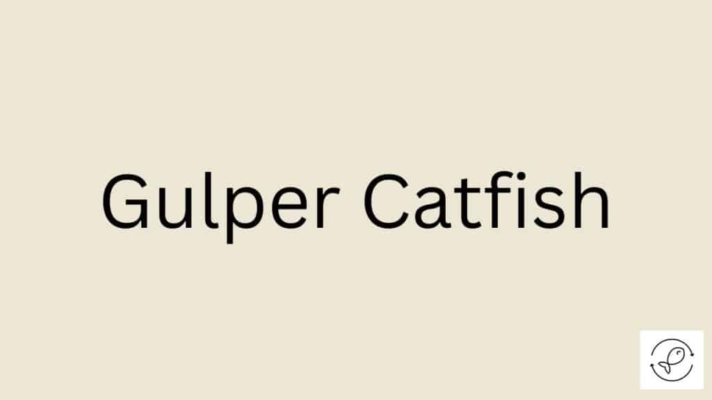 Gulper Catfish Featured Image