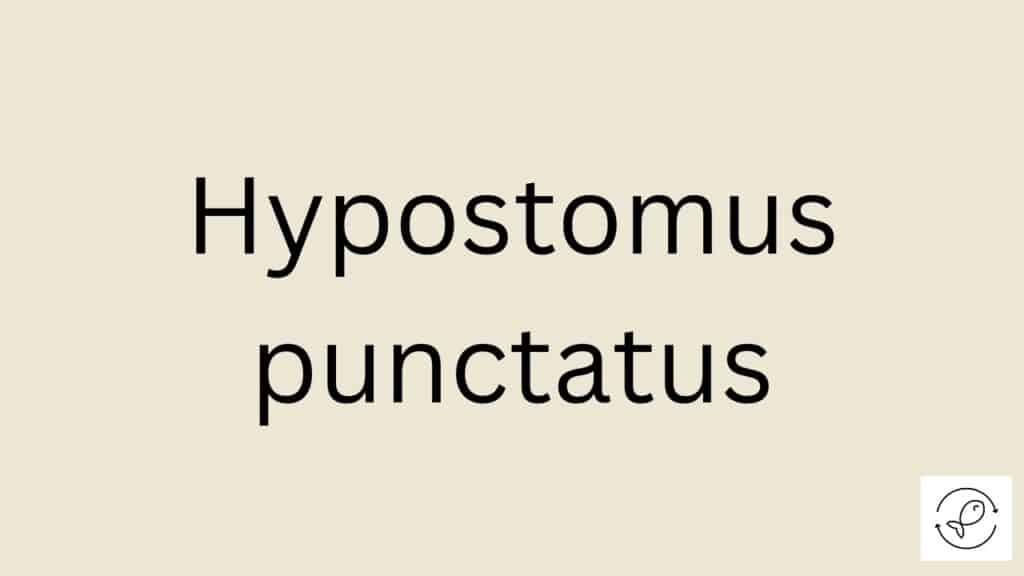 Hypostomus punctatus Featured Image