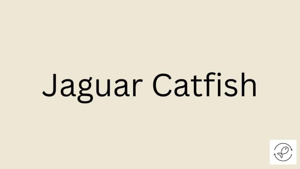 Jaguar Catfish Featured Image