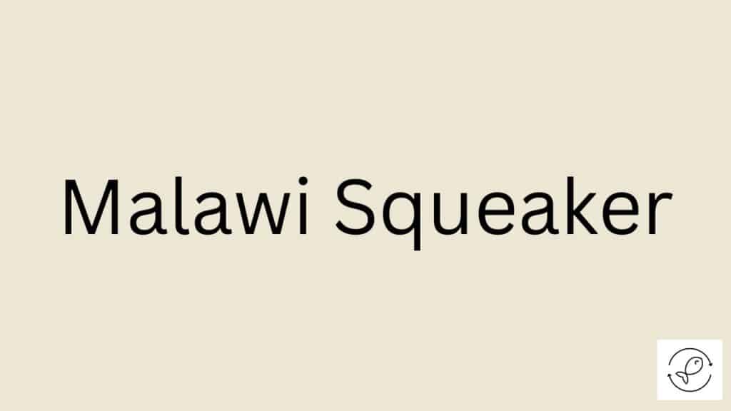 Malawi Squeaker Featured Image